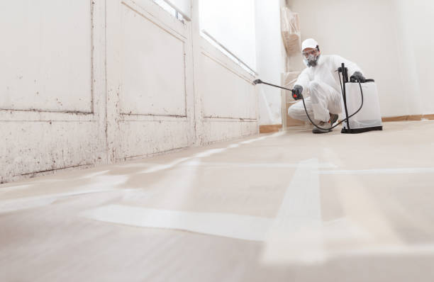 Black mold remediation team in Davidsville